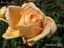 Ami Léon Pin rose photo