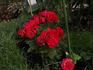 Feuerland rose photo