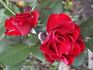 Feuerland rose photo