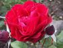 Feuerland rose photo