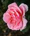 Kolkhoznitsa rose photo