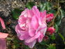 Cee Dee Moss rose photo