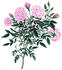 Bengale Pompon rose photo