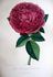 Duchesse d'Orléans rose photo