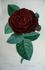 Prince Léon Kotschoubey rose photo