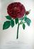 Dr. Jamain rose photo