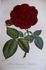 Empereur Napoléon rose photo