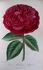 Madame Masson rose photo