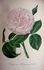 Thyra Hammerich rose photo