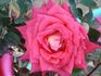 Risqué rose photo