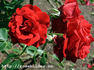 Syr rose photo
