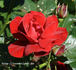 Syr rose photo