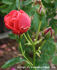 Edda rose photo