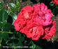Edda rose photo