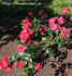Edda rose photo