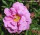 Frigg rose photo