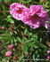 Frigg rose photo