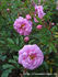 Frigg rose photo