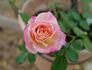 Rosie ™ rose photo