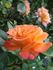 Bucks Fizz rose photo