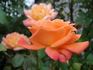 Bucks Fizz rose photo