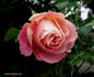 Big Splash rose photo