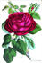 Lord Napier rose photo