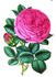 Thyra Hammerich rose photo