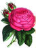 Edouard Morren rose photo