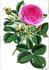 Princess Louise Victoria rose photo