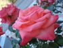 Christine Lanson rose photo