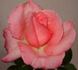 Diane de Poitiers rose photo