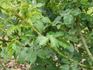 R. obtusifolia rose photo