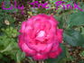 Lily the Pink rose photo