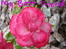 My Best Friend rose photo