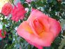 Christine Lanson rose photo