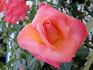 Christine Lanson rose photo