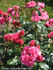 Idun rose photo