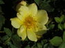 Yellow Jewel rose photo