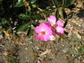 Belle Meillandina ® rose photo