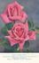 William Moore rose photo