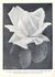 Lady Bowater rose photo