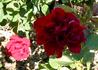 Dream Red rose photo