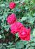 Merci rose photo