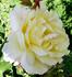 Allspice rose photo