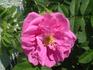 Apart rose photo