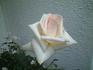 Shinju rose photo