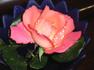 Eyecatcher rose photo