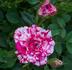 Jolly Cupido rose photo