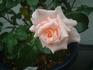Kia Ora rose photo